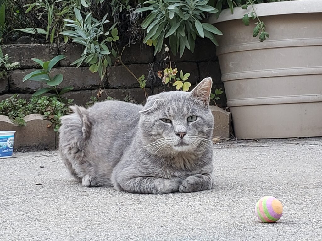 Older Feral Cat