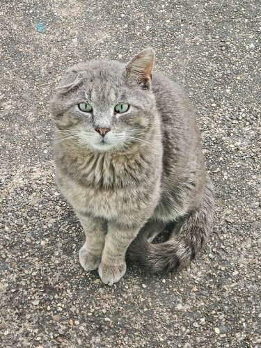 Chunky gray feral male cat