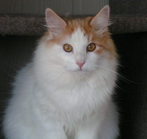 White and orange Norwegian Forest cat