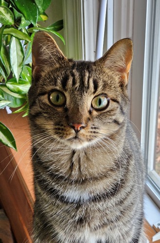 Gray and brown tabby cat male feral