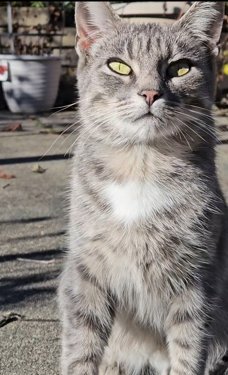 Gray feral female cat