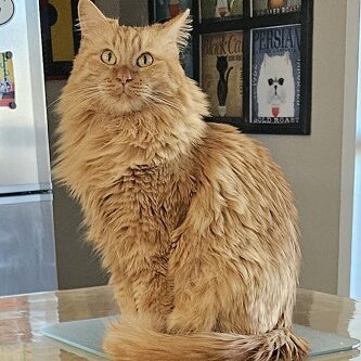 a fluffy orange cat is sitting on the kitchen counter with her tail wrapped around her front feet, looking directly at the camera.